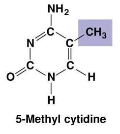 Methyl group in 5-methyl cytidine
