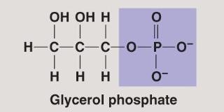 Phosphate group in glycerol phosphate