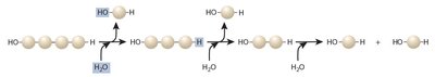 Hydrolysis of polymers