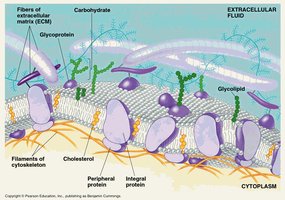 Diagram of the fluid mosaic model of the cell membrane, showing proteins, carbohydrates, cholesterol, and cytoskeleton