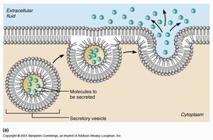 Diagram of exocytosis: vesicle fusion and release of molecules