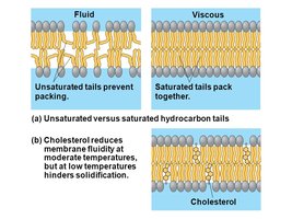 Comparison of unsaturated and saturated hydrocarbon tails and the effect of cholesterol on membrane fluidity