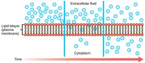 Diagram showing diffusion across a lipid bilayer