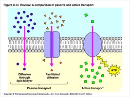Comparison of passive and active transport, including facilitated diffusion