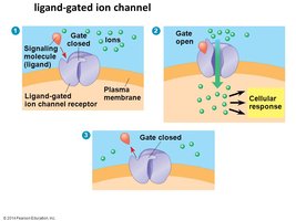 Diagram of a ligand-gated ion channel opening in response to a signaling molecule