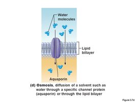 Osmosis through aquaporin and lipid bilayer