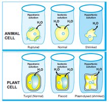 Effects of hypertonic, hypotonic, and isotonic solutions on animal and plant cells