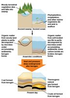 Diagram of fossil fuel formation from organic matter to coal, oil, and natural gas