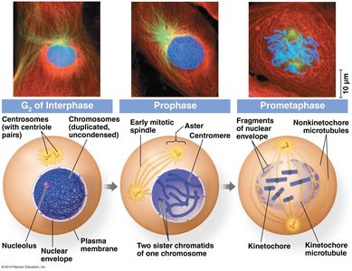 Prometaphase in mitosis