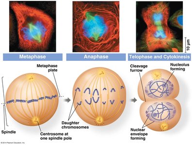 Metaphase in mitosis