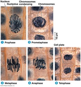 Microscopy images of mitosis stages
