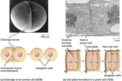 Mitosis stages in plant cells