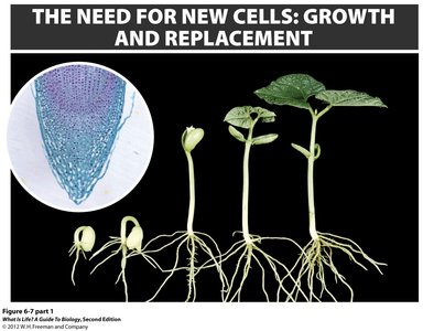 Growth and replacement in plants, root tip