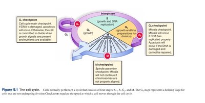 Diagram of the cell cycle with checkpoints