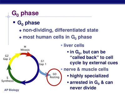 G0 phase details and cell cycle diagram