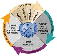 Circular diagram of the cell cycle with mitosis phases