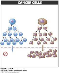 Cancer cells vs. normal cells division
