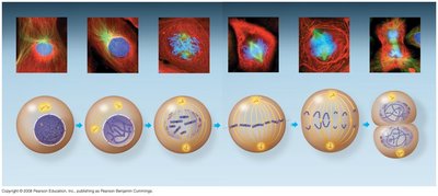 Overview of mitosis stages in animal cells