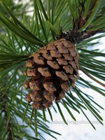 Gymnosperm cones: male and female