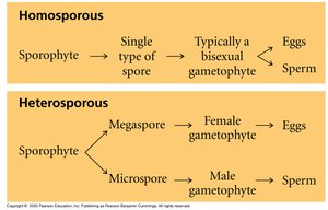 Comparison of homospory and heterospory