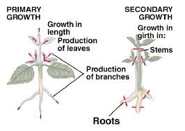 Diagram of primary and secondary growth in plants