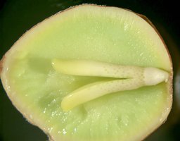 Cross section of a gymnosperm seed