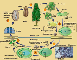 Life cycle of a pine (gymnosperm)