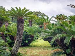 Cycadophyta (cycads)