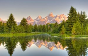 Coniferous forest (Coniferophyta)