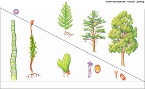Diagram showing the alternation of generations in plant evolution