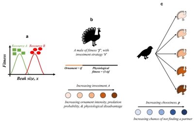 Graphs and diagrams illustrating fitness landscapes, sexual selection, and mate choice