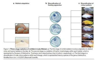 Diagram showing key innovations in cichlid fish, such as pharyngeal jaw development