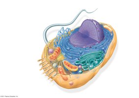Diagram of a eukaryotic cell showing organelles involved in metabolism