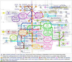 Map of major metabolic pathways in a cell