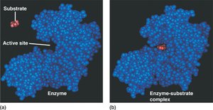 Diagram of enzyme, substrate, and enzyme-substrate complex