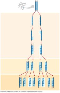PCR amplification cycles