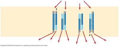 PCR cycle 2 yields 4 molecules