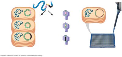 Diagram of bacterial clones, recombinant plasmids, and BAC library construction