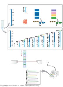 DNA sequencing with dideoxy chain termination