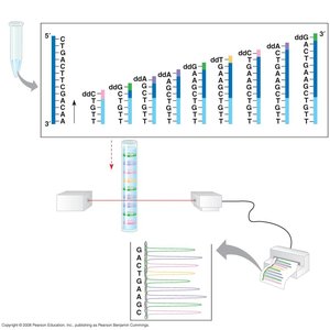 DNA sequencing results