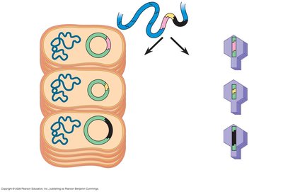 Plasmid library construction with bacterial clones