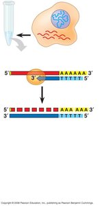 Reverse transcription of mRNA to cDNA