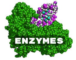Molecular model of an enzyme with substrate