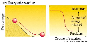Graph of exergonic reaction showing energy release