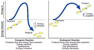 Comparison of exergonic and endergonic reactions