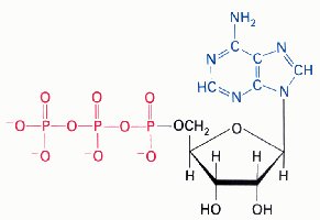 Structure of ATP molecule