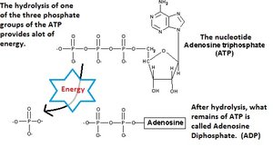 ATP hydrolysis and energy release