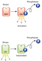Diagram of phosphorylation and enzyme activation/inactivation
