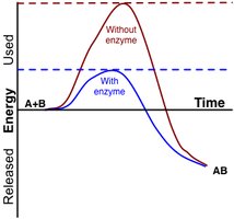 Graph showing effect of enzyme on activation energy