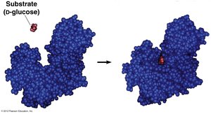 Enzyme-substrate complex formation